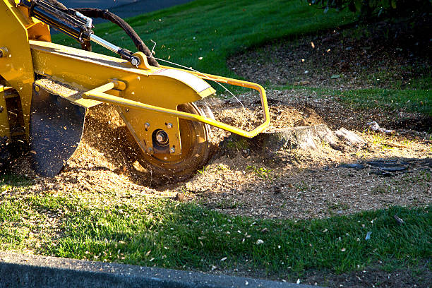 The Steps Involved in Our Tree Care Process in Tracy, CA